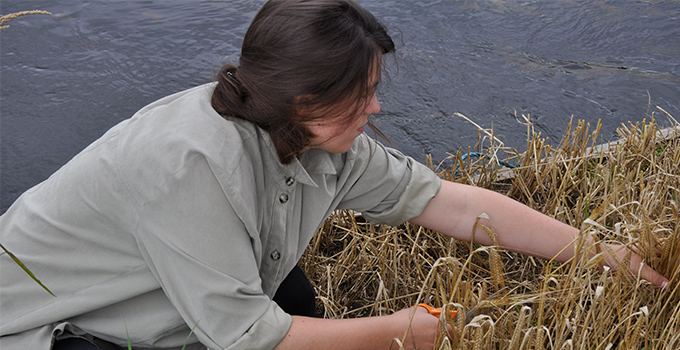 Konstnären Sidsel Bonde sitter vid vattnet och klipper vetestrån.