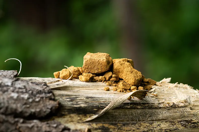 Odor-Reduced Lignin Will Revolutionize the Market