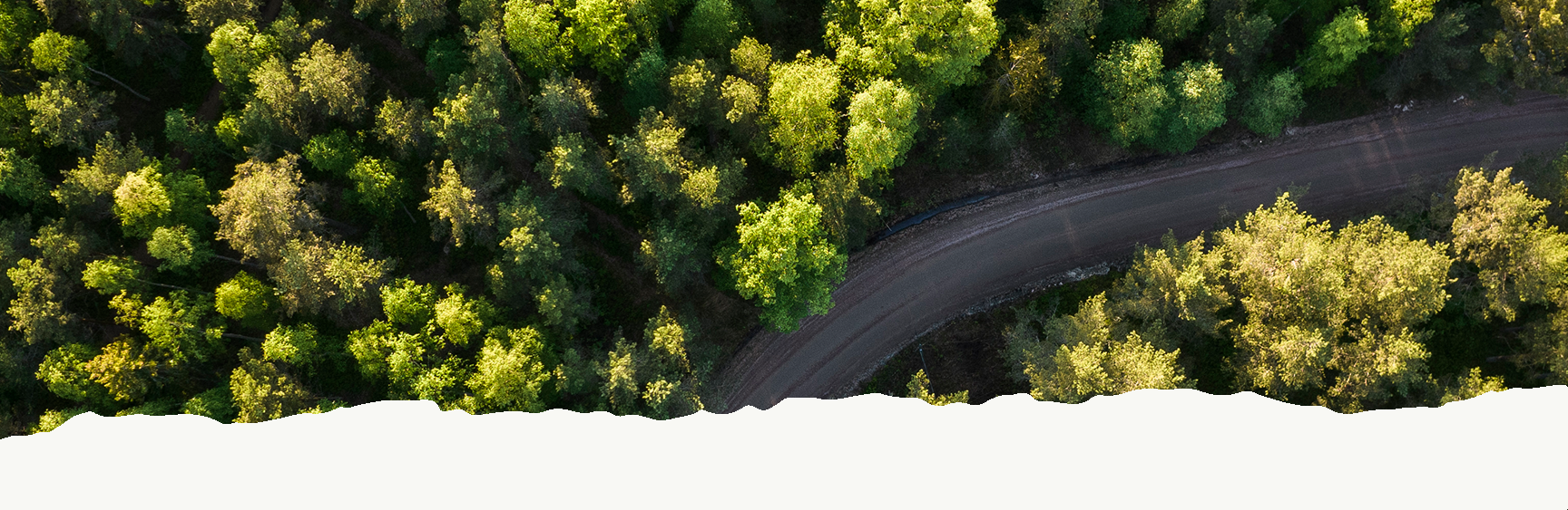 A gravel road leading through the forest