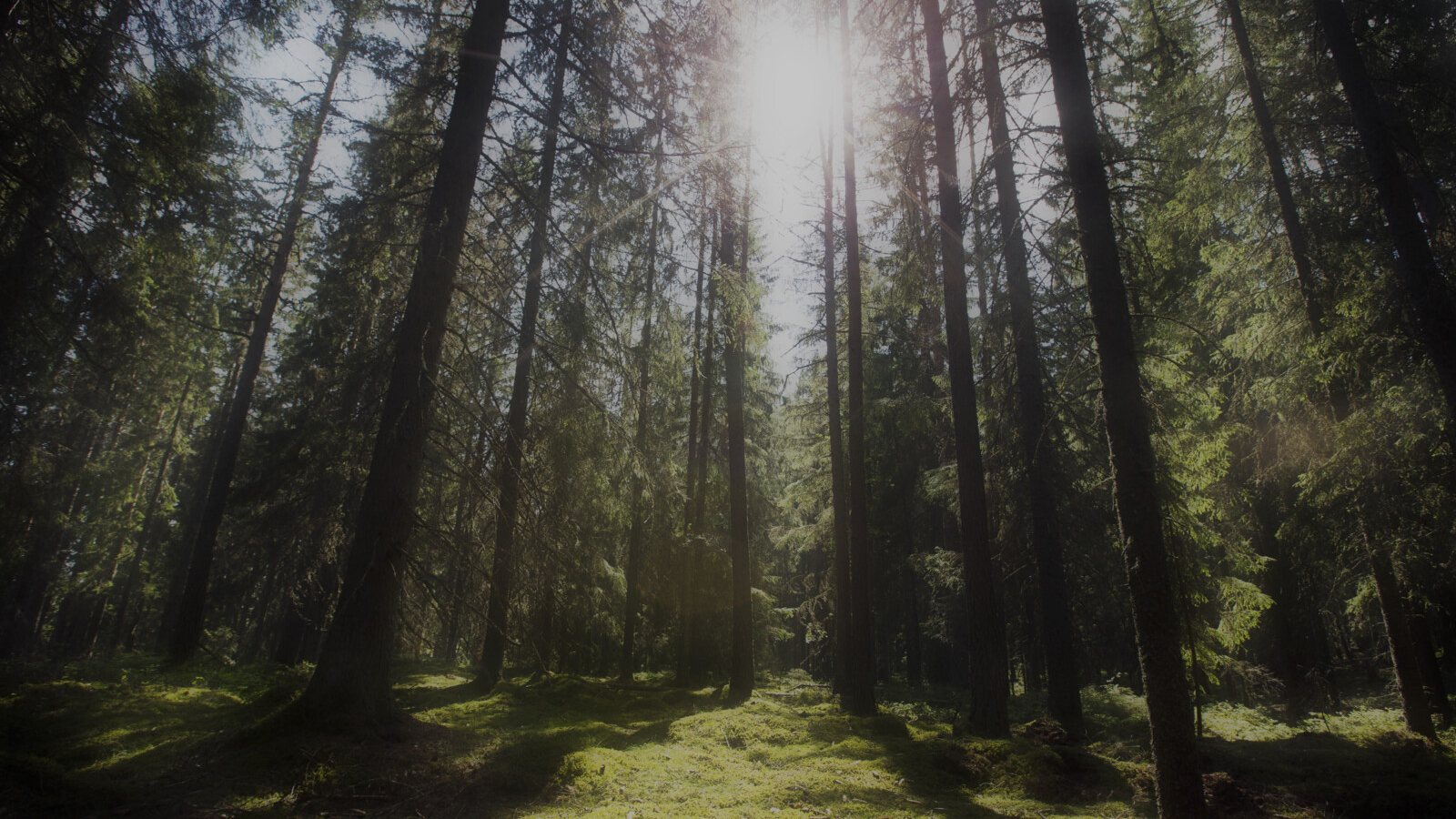 Skogsglänta med silande solsken.