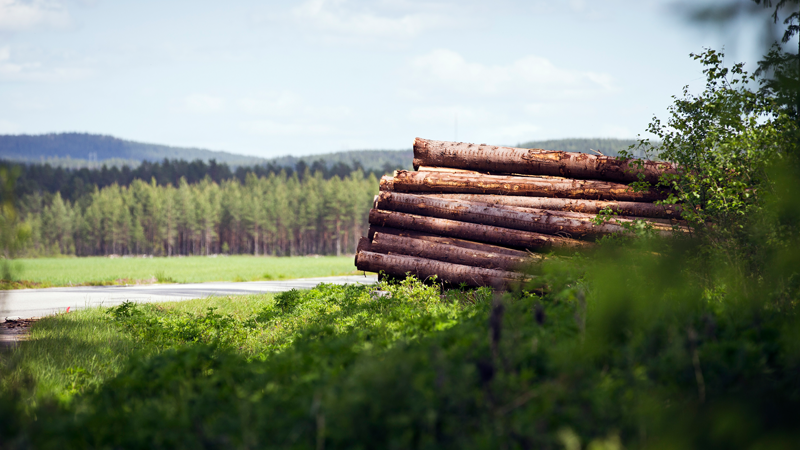Stockar i skogsmiljö.