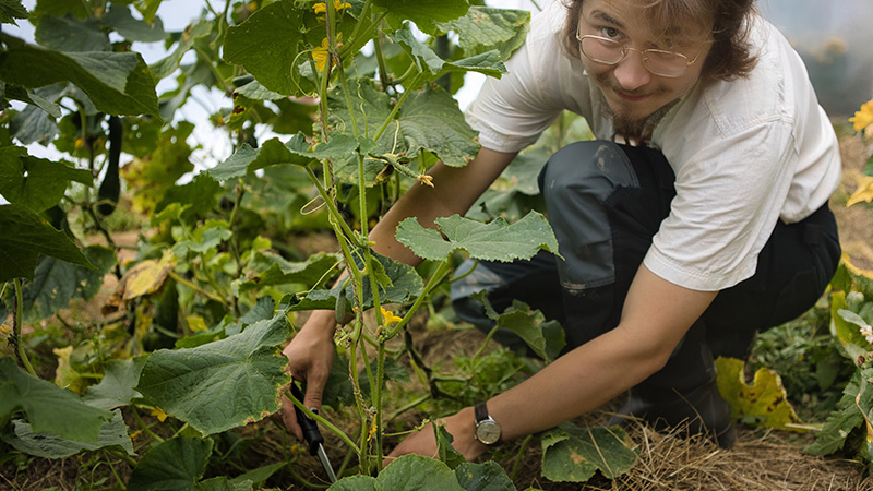 En person sitter på huk vid en planta
