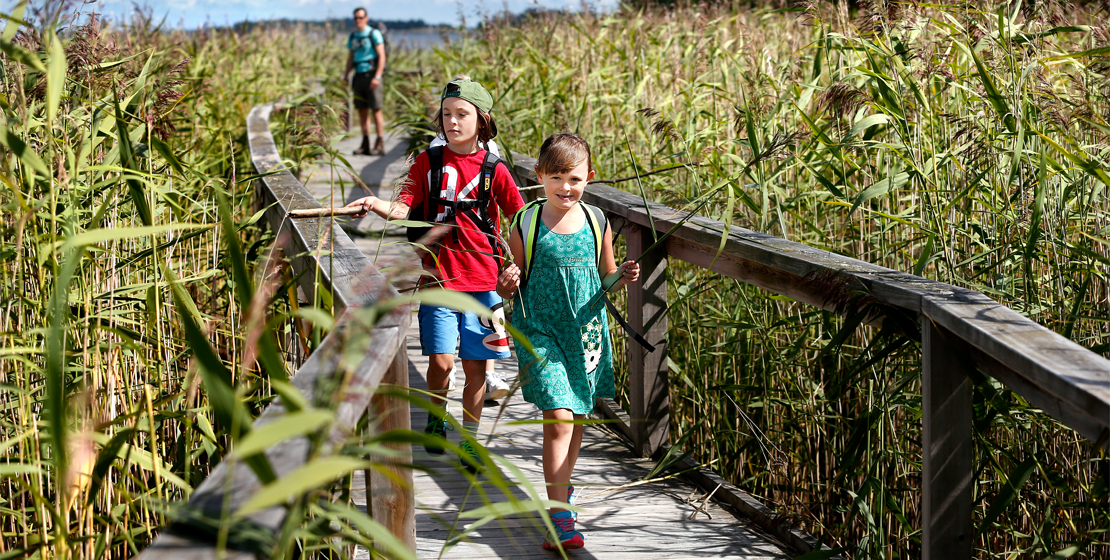 Två barn och en vuxen går på en träspång genom vass. 