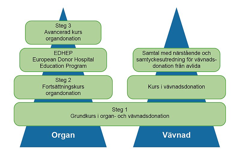 Illustration med två trianglar och sex rektanglar som visar hur utbildning inom organ- och vävnadsdonation läggs upp i olika steg.