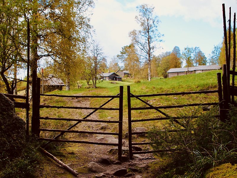 En gärdesgård och en grön åker